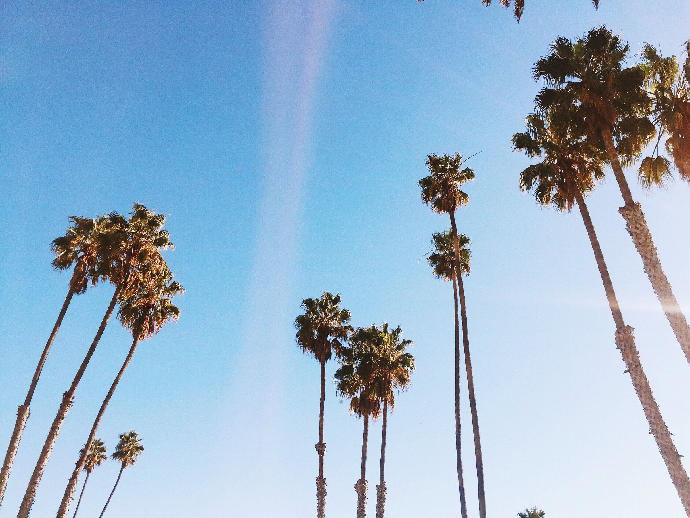 Palm Trees California